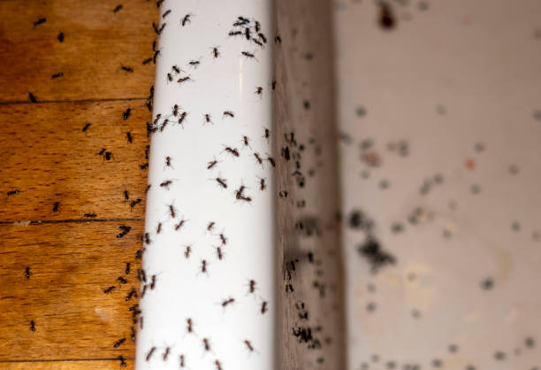 Best Pest Inspection Near Me  in Pine Lake Park, NJ